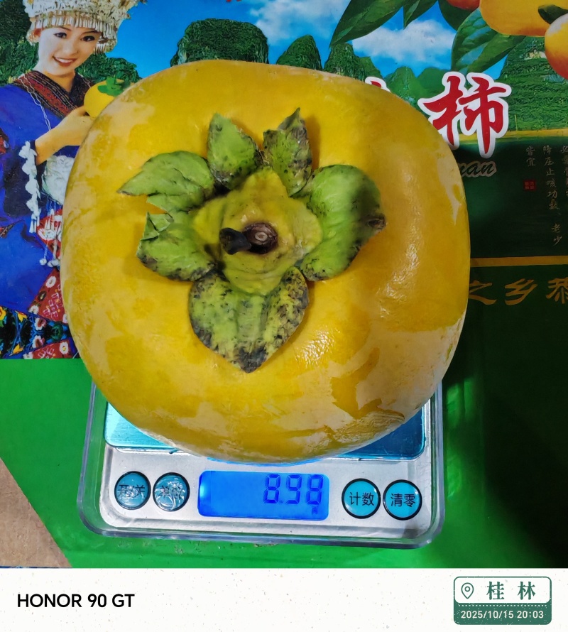 广西脆柿子