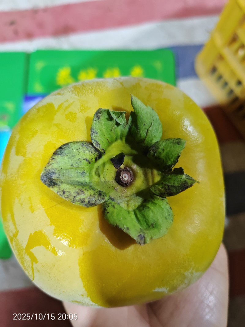 广西脆柿子