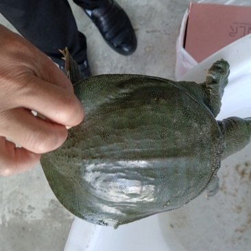 外塘生态中华甲鱼