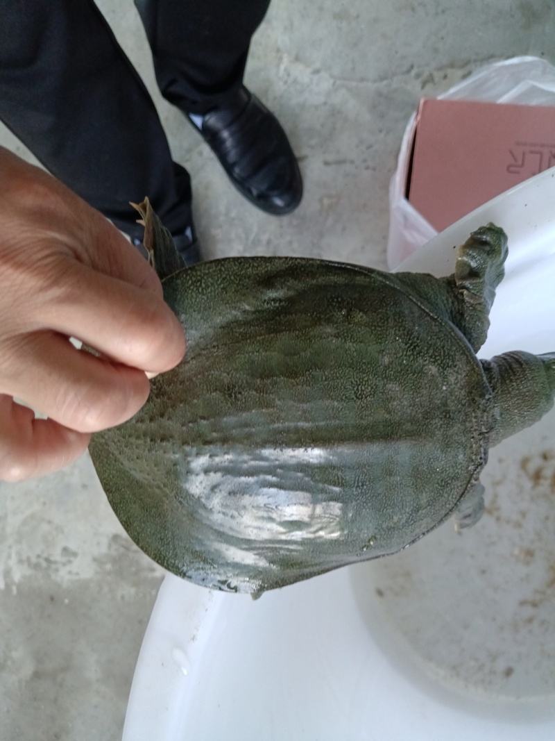 外塘生态中华甲鱼