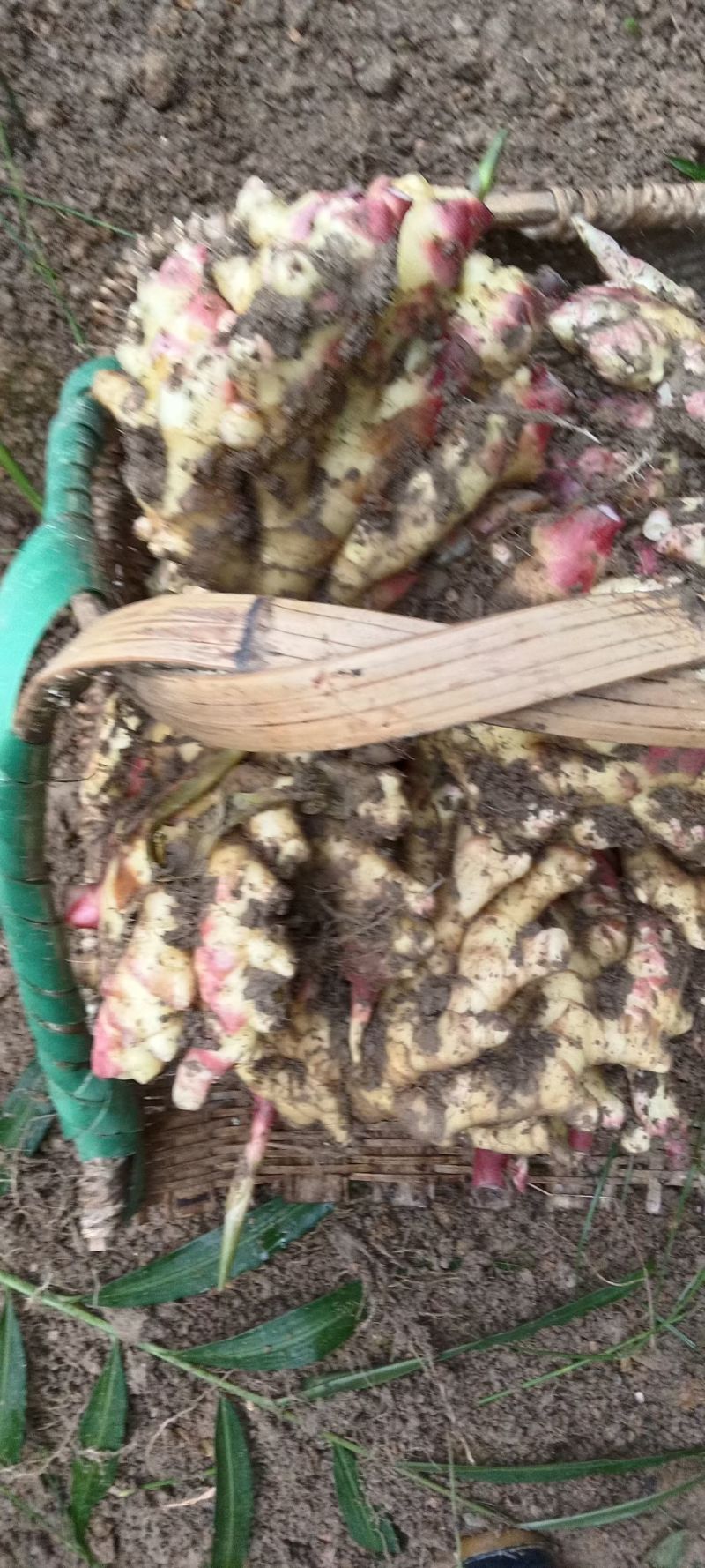 湖南特色黄姜