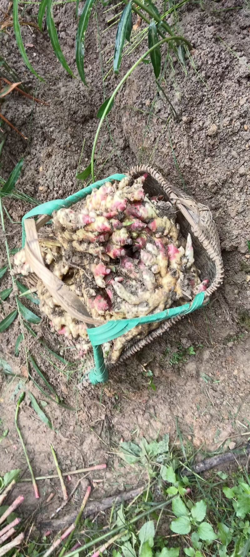 湖南特色黄姜