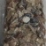 羊杂3号