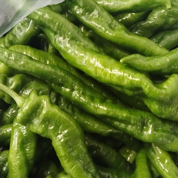 辣椒🌶