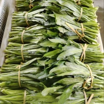 芒市新鲜大香菜可长期供货