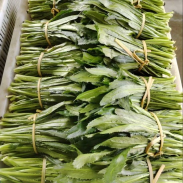 芒市新鲜大香菜可长期供货