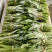 芒市新鲜大香菜可长期供货