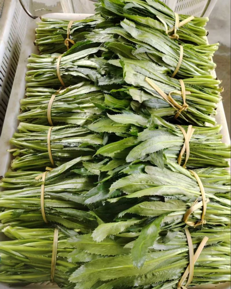 芒市新鲜大香菜可长期供货