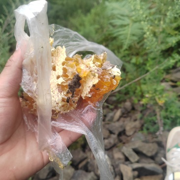 四川大凉山农户蜂蜜