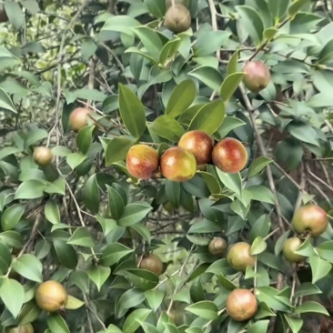 茶油果