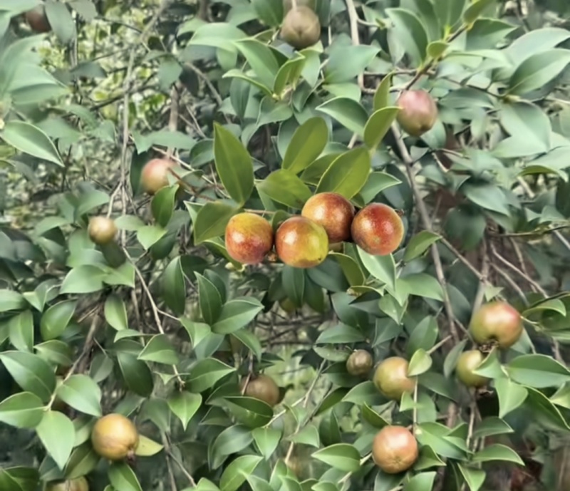 茶油果