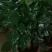 绿宝树