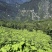 重庆市城口县云木香