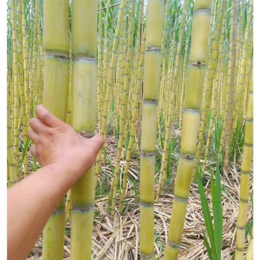 云南黄金甘蔗，一件代发，对接电商供应链，直播平台等