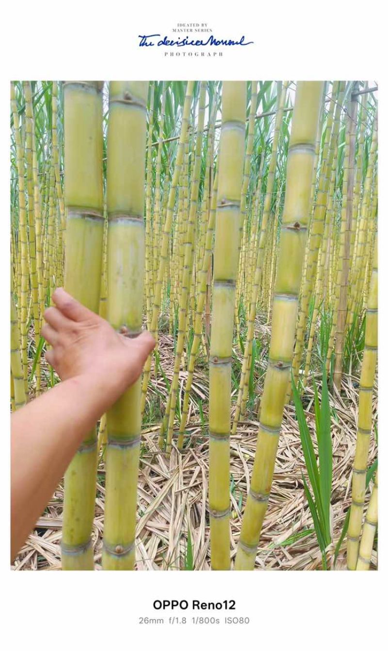 云南黄金甘蔗，一件代发，对接电商供应链，直播平台等