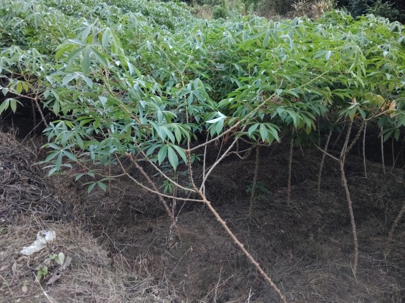 广西鸡蛋木薯