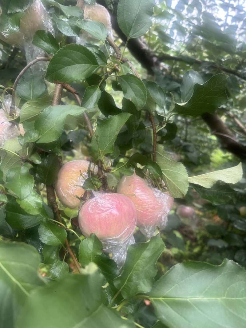 75规格以上自家一手产源批发