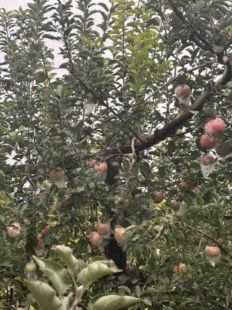 75规格以上自家一手产源批发