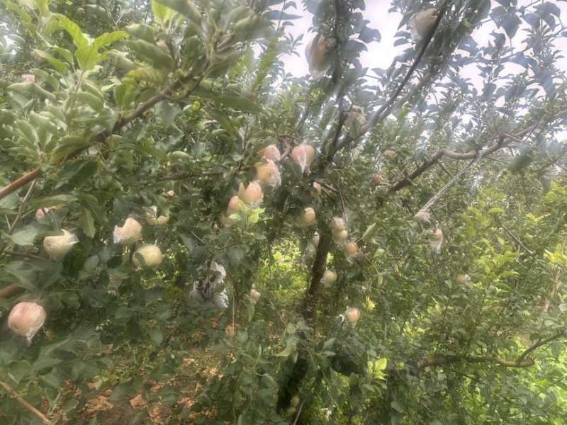 75规格以上自家一手产源批发