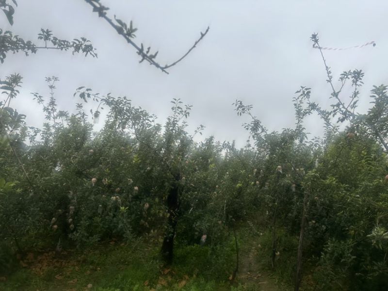 75规格以上自家一手产源批发