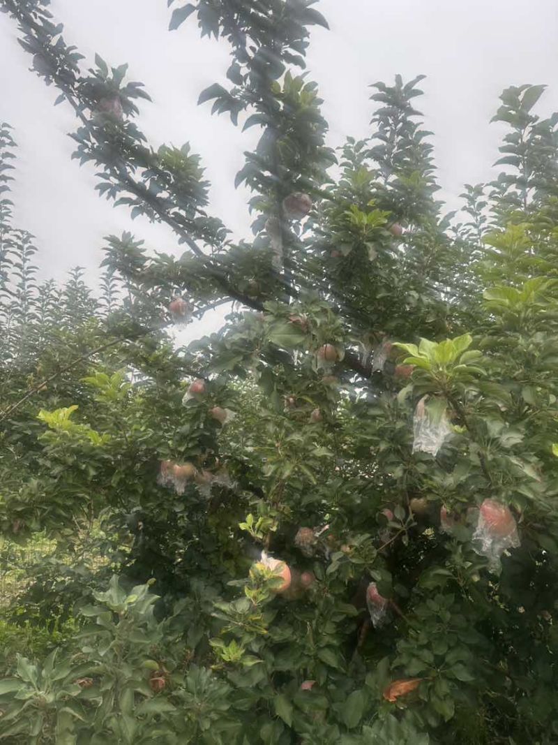 75规格以上自家一手产源批发