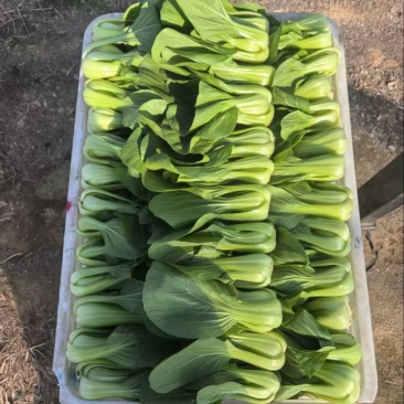 上海青