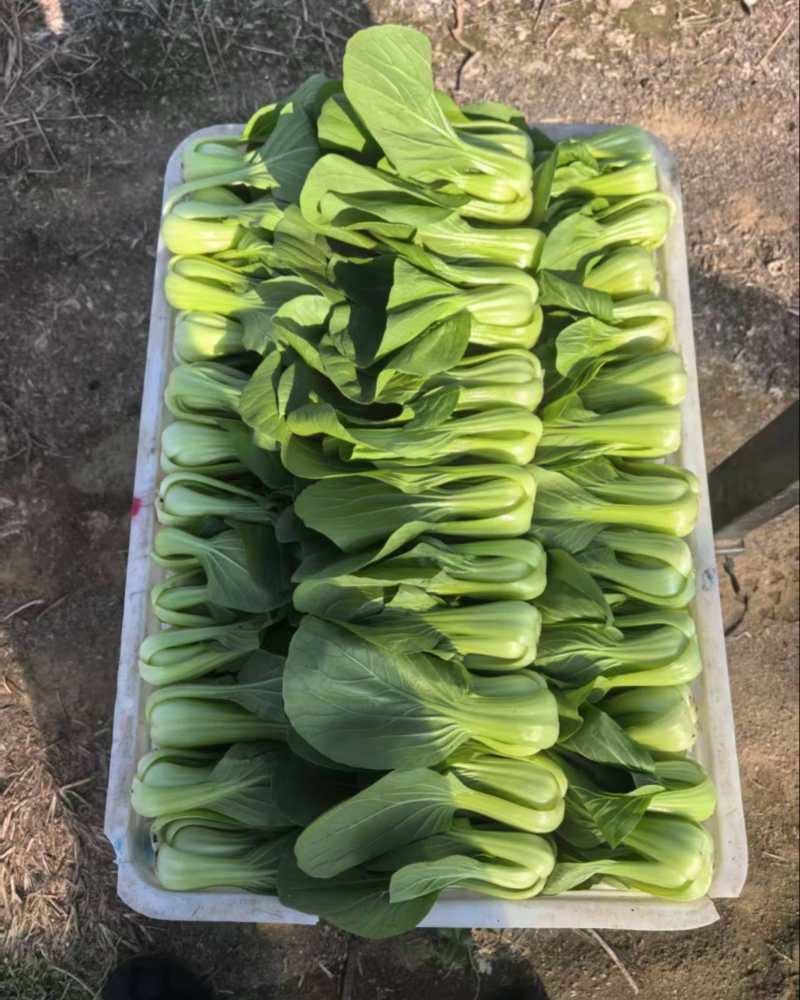 上海青