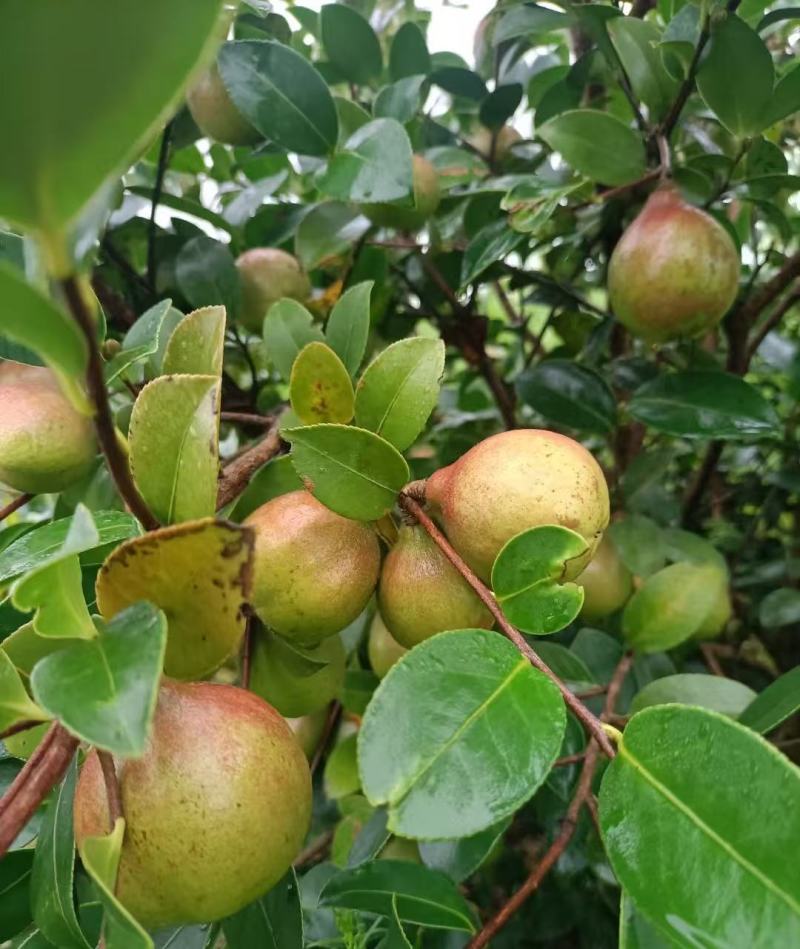 山茶油果