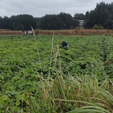 山桐子苗各种规格都有高度60公分起，地径0.3公分起