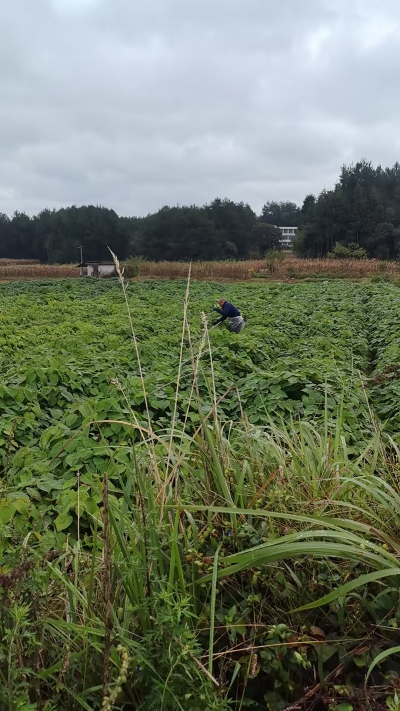 山桐子苗各种规格都有高度60公分起，地径0.3公分起