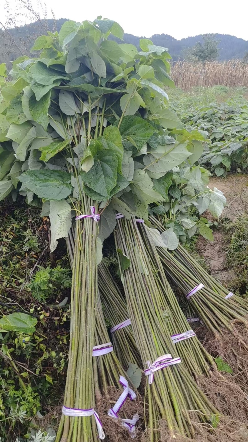 山桐子苗各种规格都有高度60公分起，地径0.3公分起