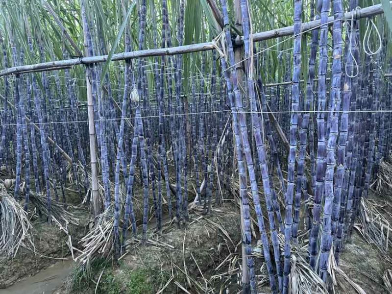 广西黑皮甘蔗批发5吨以上批发清甜多汁整批现发长期稳
