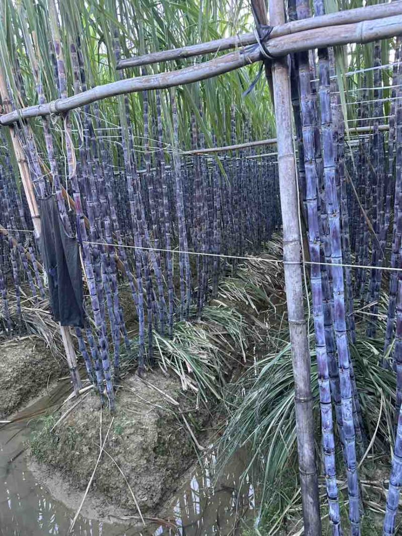 广西黑皮甘蔗批发5吨以上批发清甜多汁整批现发长期稳