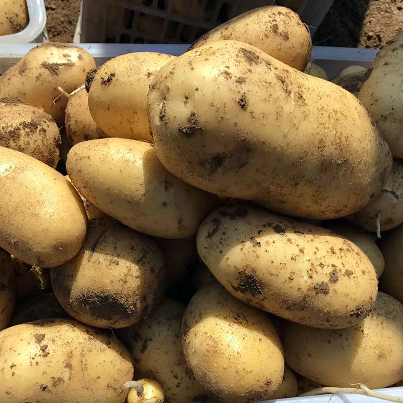 🥔希森6