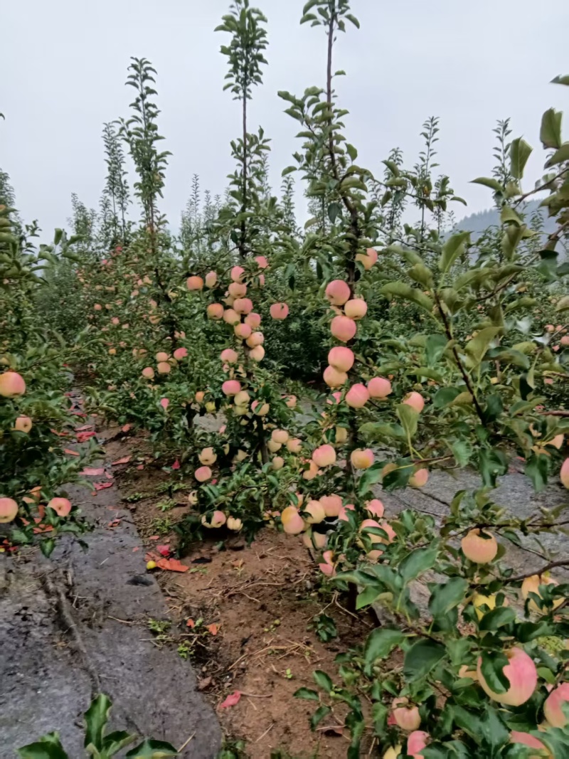 日本青森水蜜桃苹果，10月23-25日下树，欢迎各地老板联系