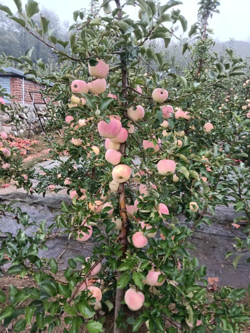 日本青森水蜜桃苹果，10月23-25日下树，欢迎各地老板联系
