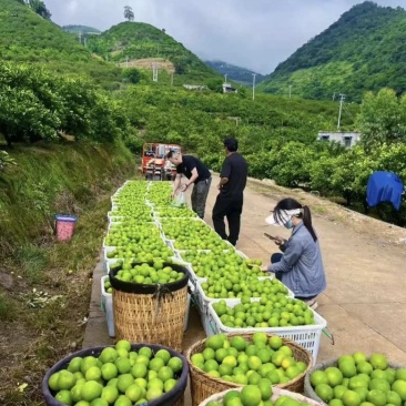 云南冰糖橙