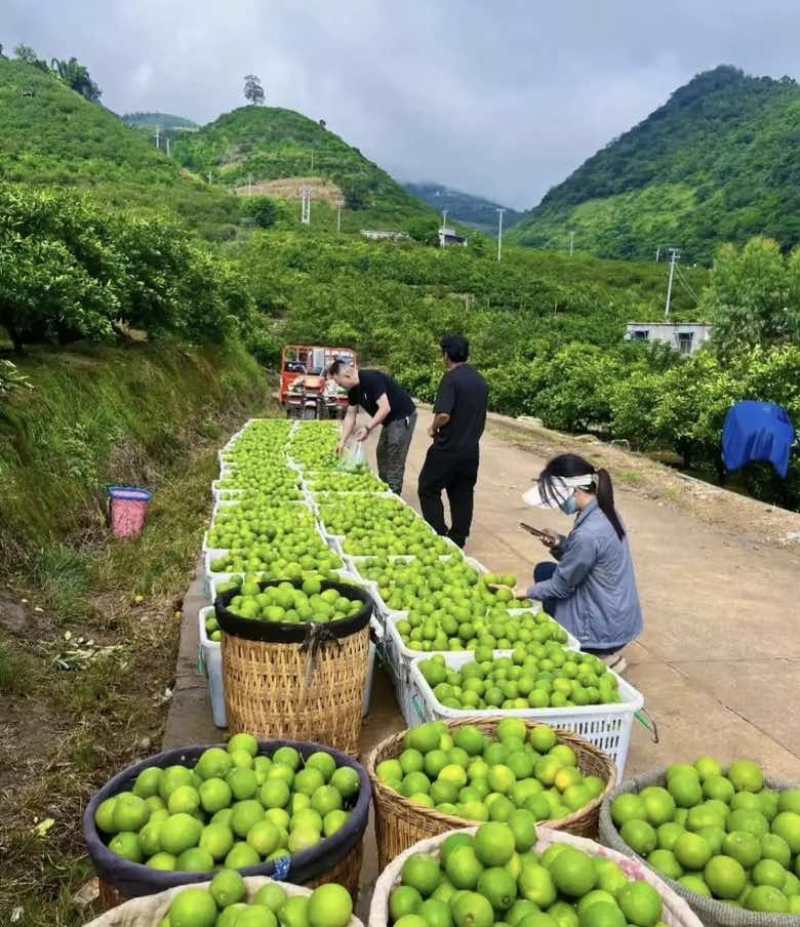云南冰糖橙