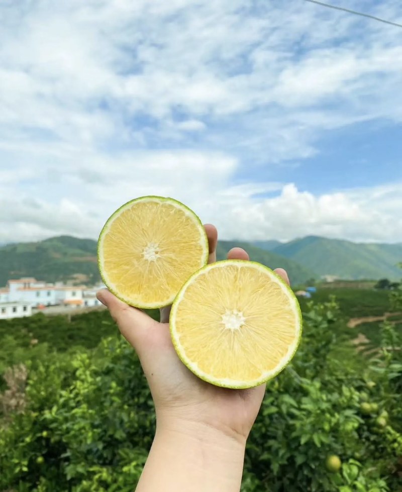 云南冰糖橙