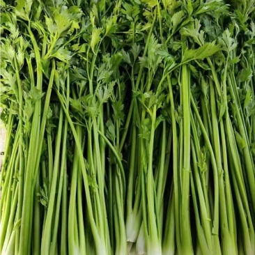 章丘鲍芹无渣无丝口感清甜