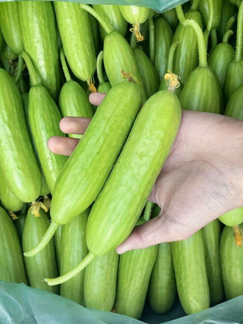 奶油黄瓜常年有货