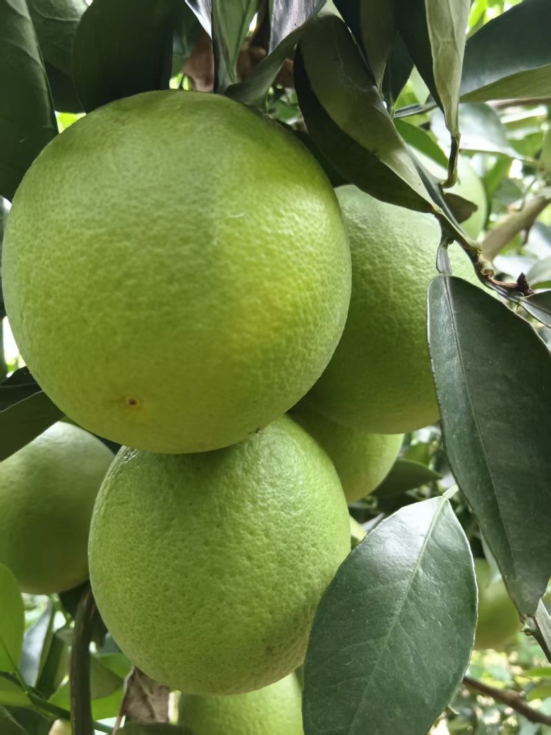 大量出售云南省哀牢山冰糖橙优果电商果次果