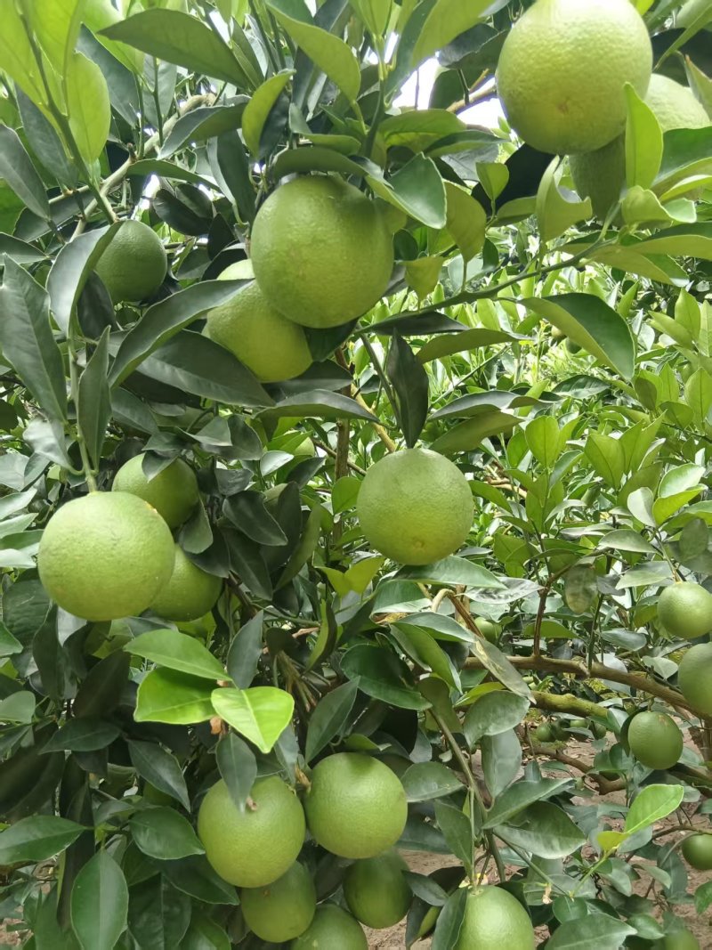 大量出售云南省哀牢山冰糖橙优果电商果次果