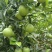 大量出售云南省哀牢山冰糖橙优果电商果次果