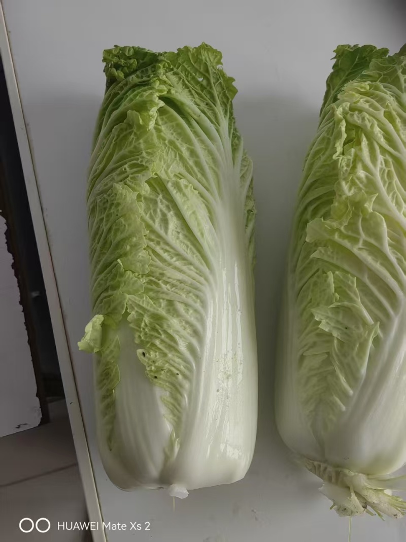 小二青