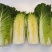 小二青