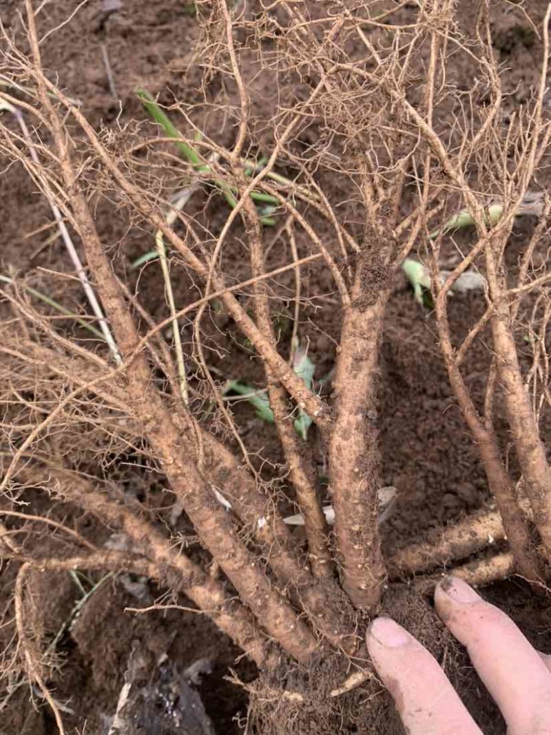 当归原产地直供价格美丽诱人货源充足保障