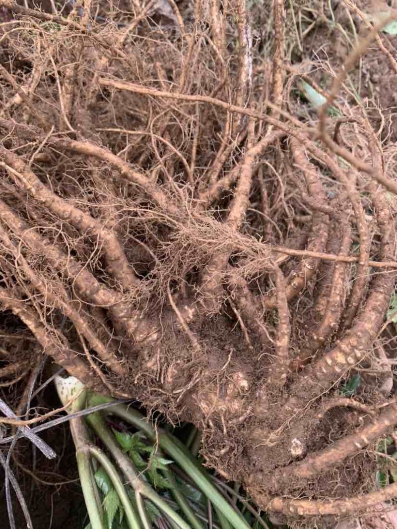 当归原产地直供价格美丽诱人货源充足保障