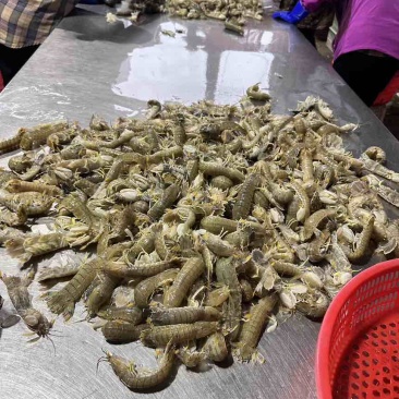 占养皮皮虾大中小有货，需要私聊啦，量大从优
