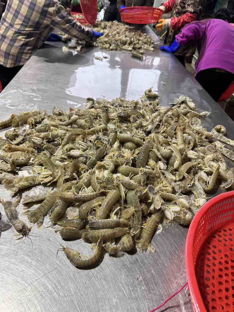 占养皮皮虾大中小有货，需要私聊啦，量大从优